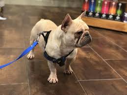 Maybe you would like to learn more about one of these? French Bulldog Colors Dream Valley Frenchies