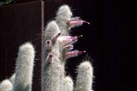 When hall (hollis) was 16, he witnessed the death of his 2 year old niece and his brother in law by changelings (an original species i created). 10 Coolest Cacti On Earth