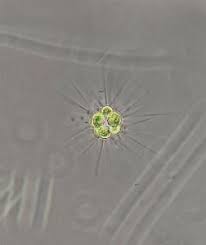 Image result for Micractis