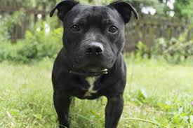 American bulldog staffy (american bulldog & staffordshire terrier mix). Black And White Staffordshire Bull Terrier Free Image Peakpx