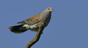 Photo La Flche. Une soire consacre  la tourterelle des bois - Le Mans ...