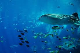 How to draw ocean life cara menggambar hewan lautblue whale, octopus, sea star paus biru, gurita, bintang lauthei, leave a message if you want me to draw. Hidup Ratusan Juta Tahun Lalu Ikan Purba Yang Sempat Dikira Punah Ini Ternyata Ditemukan Kembali Semua Halaman Kids