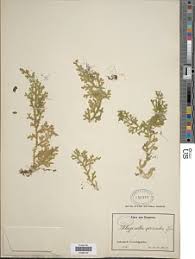 Image result for Selaginella versicolor