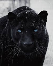 Blvck Paris On Instagram Name That Beast Animals Animals Beautiful Majestic Animals