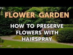 Spraying the flowers with hairspray or clear floral spray will strengthen them. How To Preserve Flowers With Hairspray Youtube
