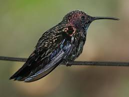 So we have decided to produce the complete alphabetical names of birds list, including their scientific names, common names and some of the. Alphabetical List Of Hummingbird Species Hummingbird Species Birds