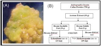 Sep 17, 2020 · callus culture: In Vitro Production Of Echioidinin 7 O Methywogonin From Callus Cultures Of Andrographis Lineata And Their Cytotoxicity On Cancer Cells