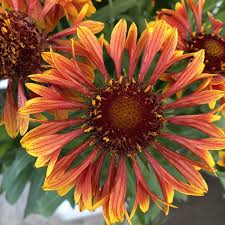 Image result for Sarcophrynium