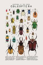 Animal Illustrations Present The Diversity Of Different Animal Groups Insect Art Science Poster Animal Illustration