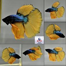We Cannot Stop Fish Growing Up As Well As Marble Gene Changes Note Betta Fish Can Change Colors As They Age This Is Natural Turquoise Betta Betta Fish Fish