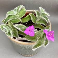 Image result for Tradescantia sillamontana