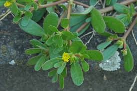 Image result for Portulaca oleracea