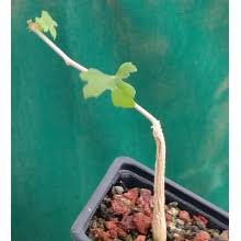 Image result for Corallocarpus welwitschii