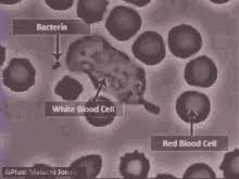 The most popular and funniest animated animal gifs from our collection. White Blood Cells Killing Bacteria Gifs Tenor