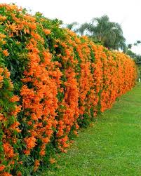 Вьющі помаранчеві квіти: опис, або які види квітів можна використовувати для створення мальовничих композицій