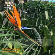 Bird Of Paradise Plant Varieties Australia Bird Of Paradise Strelitzia Is A Much Loved Plant In Australian Gardens And Highly Recommend At Online Plants Their Common Name Comes Birds Of Paradise Plant