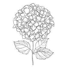 Vector Drawing Of Outline Hydrangea Or Hortensia Flower Bunch And Ornate Leaves In Black Isolat In 2020 Flower Art Drawing Pencil Drawings Of Flowers Line Art Drawings
