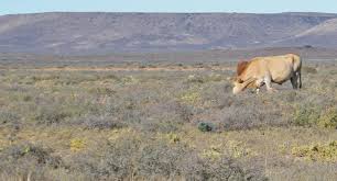 Image result for Plinthus karooicus