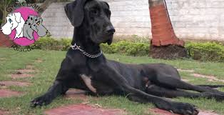 Check spelling or type a new query. Droll Great Dane Puppies For Sale South Africa L2sanpiero