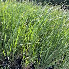 Image result for Panicum novemnerve