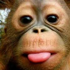Check spelling or type a new query. Orang Utan Shows His Tongue Pet Monkey Orangutan Orangutang