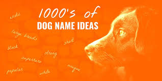 Akc Dog Names Requirements Name Check Ideas Renaming Choose your ideal dog breed based on your lifestyle preferences. akc dog names requirements name