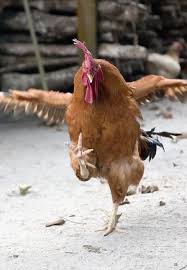 burlap and hay the chicken dance tavuk irklari hayvanlar komik hayvan