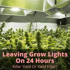 As long as cannabis plants get 18+ hours of light a day, they will remain in the vegetative stage, growing only stems and leaves. Leaving Grow Lights On 24 Hours Killer Yield Or Yield Killer Grow Light Info