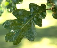 Image result for white oak leaf