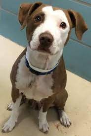 220 Adoption Ideas Adoption Pets Animal Rescue