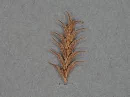 Image result for Cyperus squarrosus