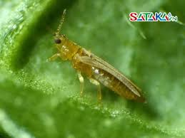 Image result for thrips damage on cucumber