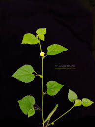 Image result for Sida veronicifolia