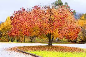 'forest pansy' redbuds have colorful heart leaves with a different color in each of the seasons. Cercis Canadensis Forest Pansy Redbud