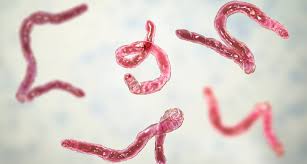 What You Need to Know About Gut Parasites