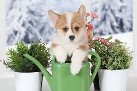 Beautiful, lovely, playful corgi puppies for sale. Everything You Need To Know About The Teacup Corgi