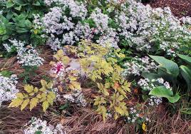 Image result for Blumea adamsii