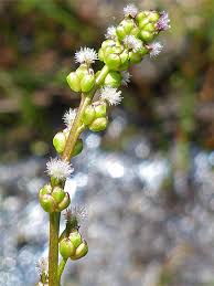 Image result for Juncaginaceae