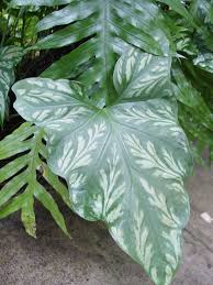 Image result for Cercestis congensis