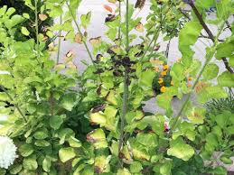 Golden spirit smoke tree cotinus coggygria 'ancot' plant patent #13,082. Verticillium Wilt Smoke Bushes