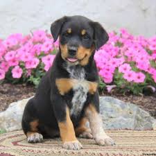 Interesting facts on rottweiler puppies. Rottweiler Mix Puppies For Sale Greenfield Puppies