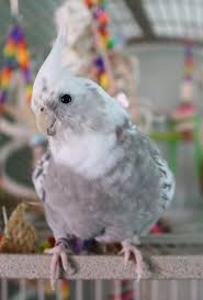 White Bird With Red Cheeks White Face Cockatiel With Images Cockatiel Pet Birds Pets