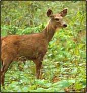 The musk deer is best known for producing musk, which is highly demanded throughout the world. Musk Deer Indian Musk Deer