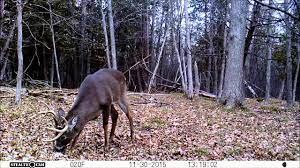 These 10 Trail Cam Vids Will Get You Pumped for Deer Season 