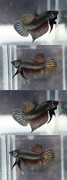 Common Betta Fish Diseases Betta Fish Betta Fish Types Betta Aquarium