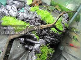 20l Vivarium With Waterfall Pic Heavy The Planted Tank Forum Vivarium Hermit Crab Tank Waterfall