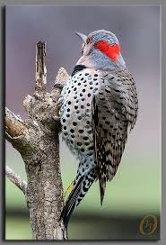 Bird With Red Head And Gray Body Pin By Coleen Mitchell On Birds Birds And More Birds Beautiful Birds Pretty Birds Different Birds