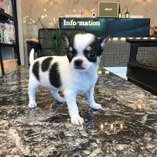 I love designer dogs and have had them as pets for most of my life. Joe Teacup Puppy Puppy Store Near Lake Ronkonkoma Ny Puppies For Sale Usa Teacupuppies