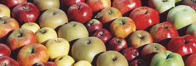 Look at trunk diameter when choosing trees. Choosing The Right Fruit Trees