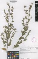 Image result for Triumfetta trichocarpa